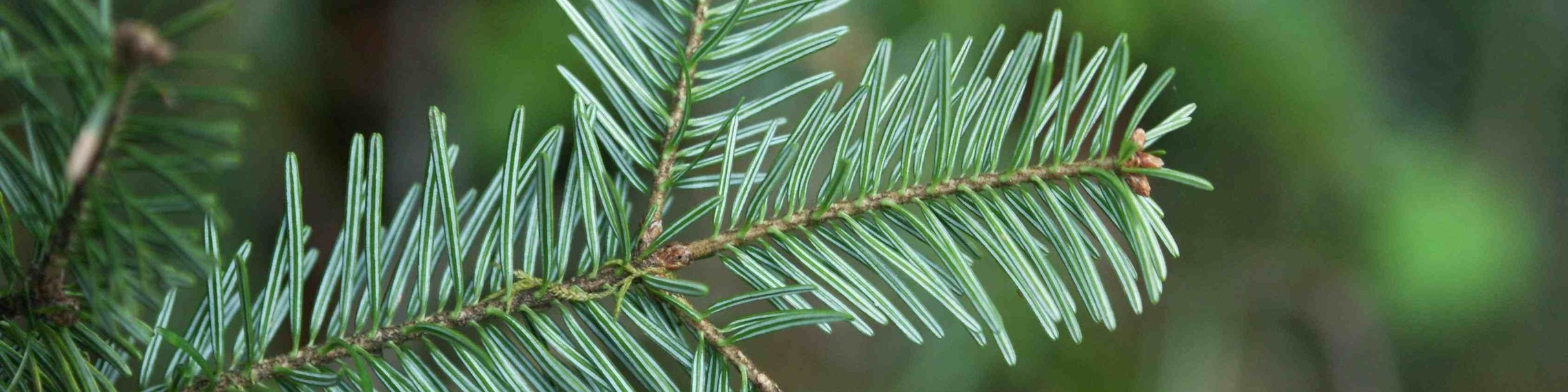 Pine Tree Leaves